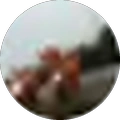 joseyalerivolo